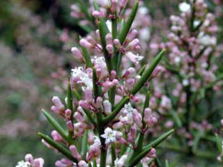 Image of flowering shoots of the Colletia hystrix Rosea. Sometimes known as Colletia armata.